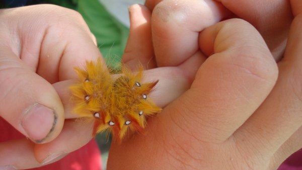 Raupe