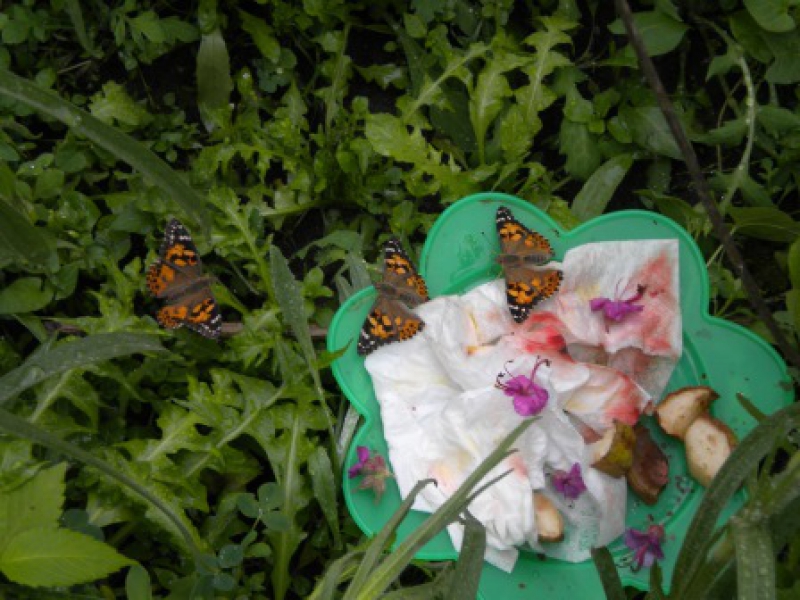 Bei uns sammeln die Kinder gerne Natur- und Sacherfahrungen. Hier: unsere Schmetterlingszucht.