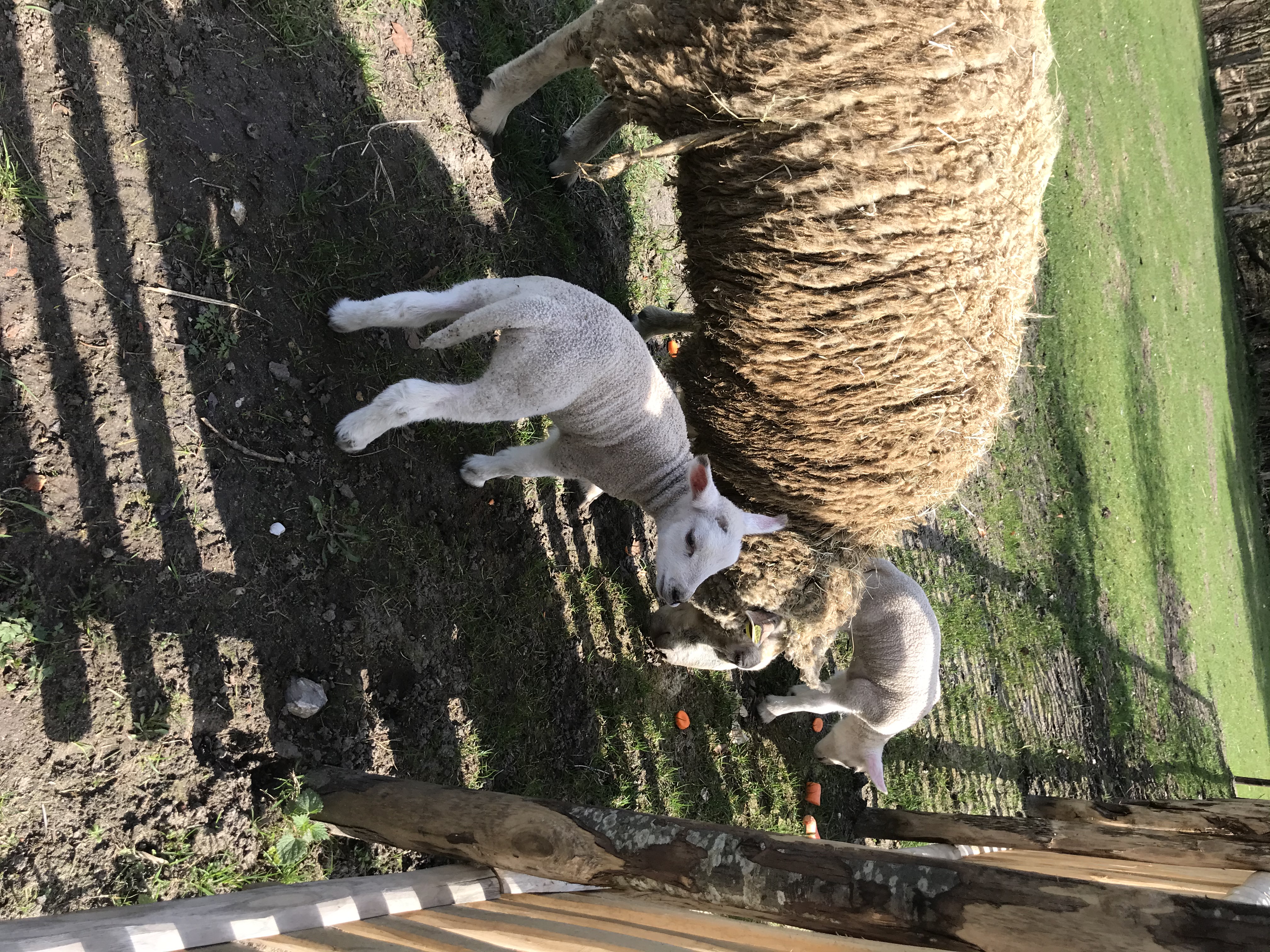 Schafe auf der Weide (angrenzend zu unserem Garten)